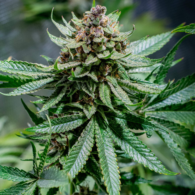 Original Sensible Seeds Purple Punch Cookies Image 6